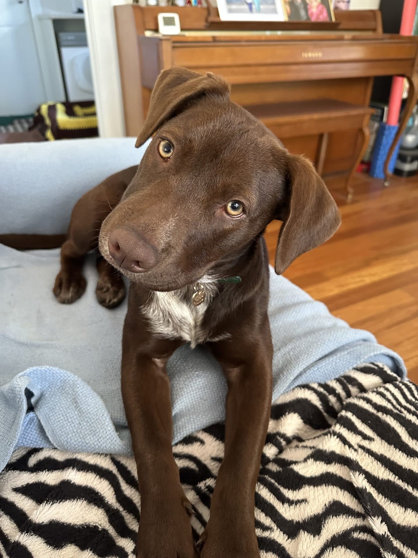 Niamh - Kelpie x Cattle x Staffy available for adoption in Sydney