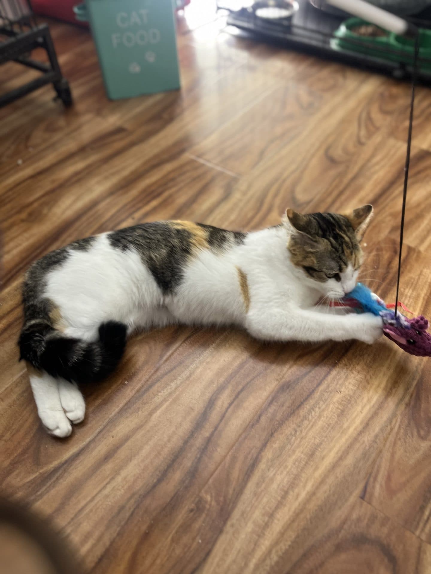 Angel - DSH cat available for adoption in Sydney