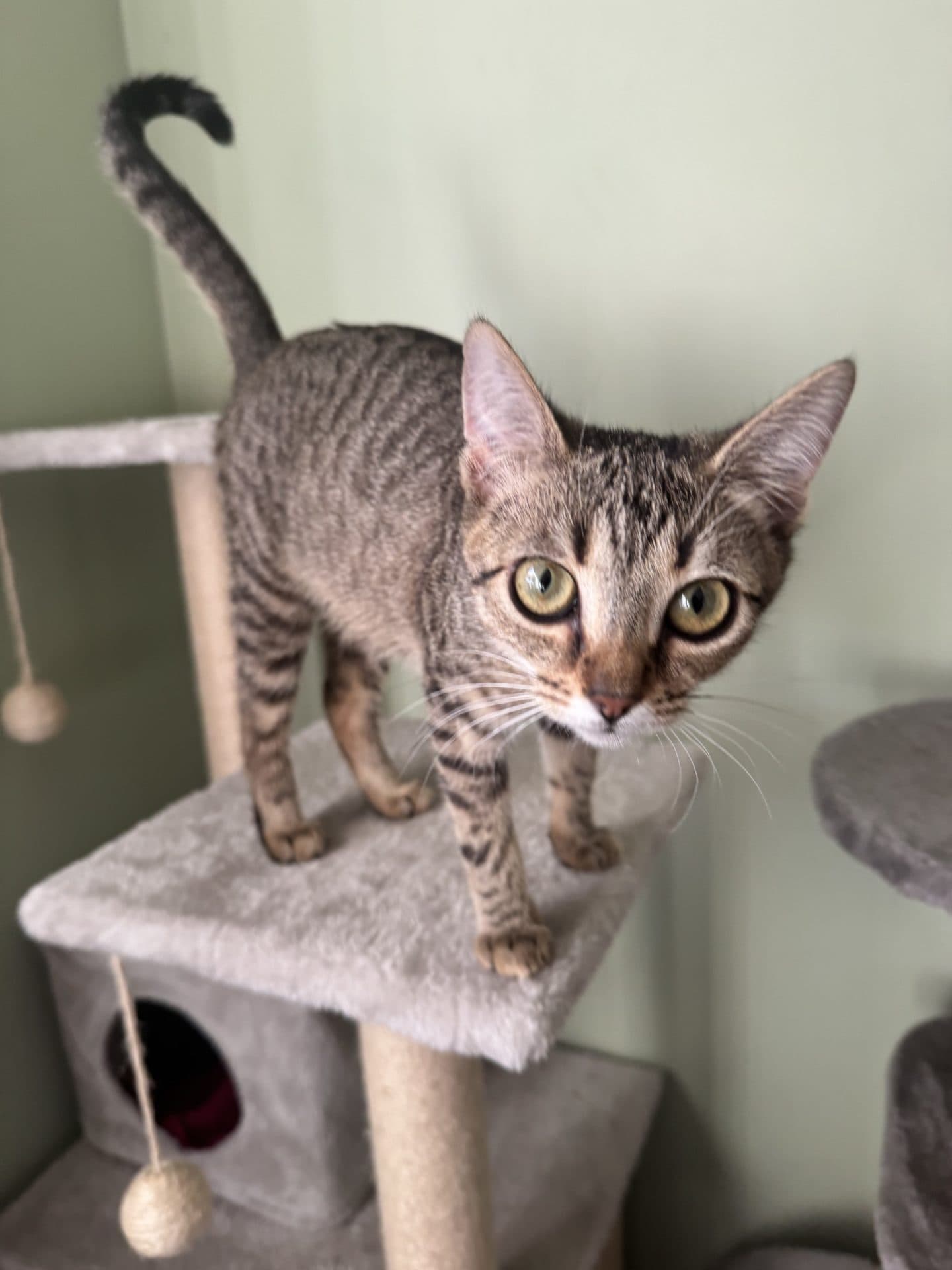 Skylar (on-trial) - Domestic Short Hair - Tabby available for adoption in Newcastle