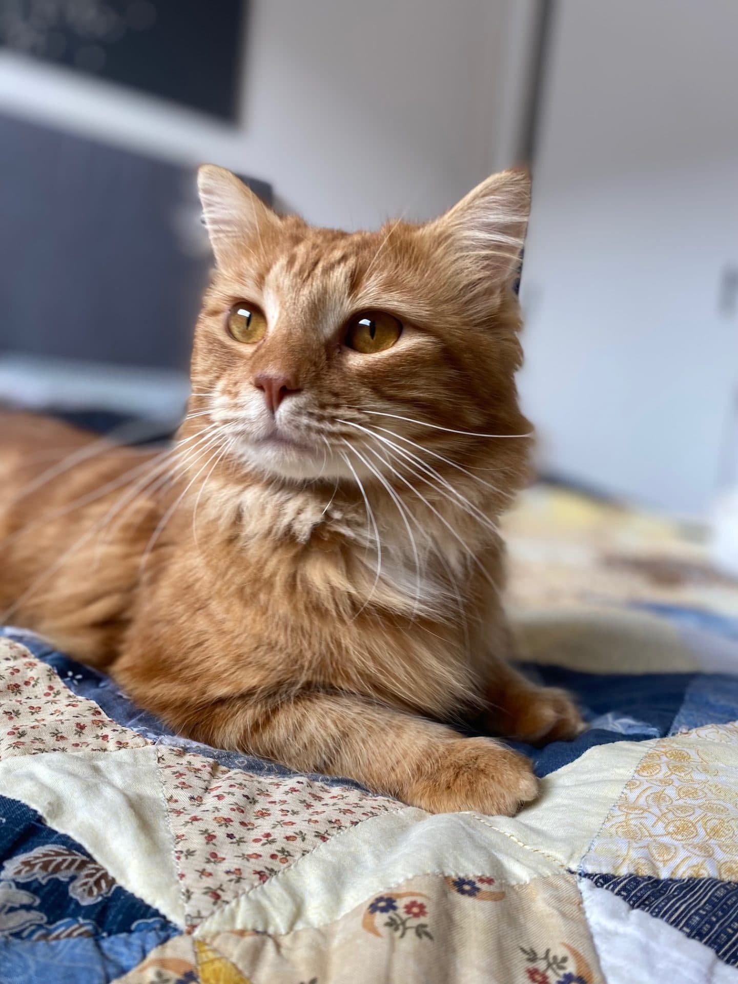 Mr Fox - Ginger Medium Hair cat available for adoption in Sydney
