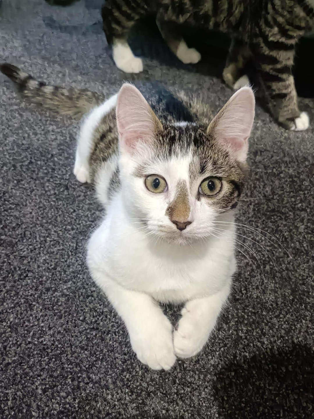 Monte and Bandit - Dsh tabby/white cat available for adoption at Hunter Animal Rescue in Newcastle