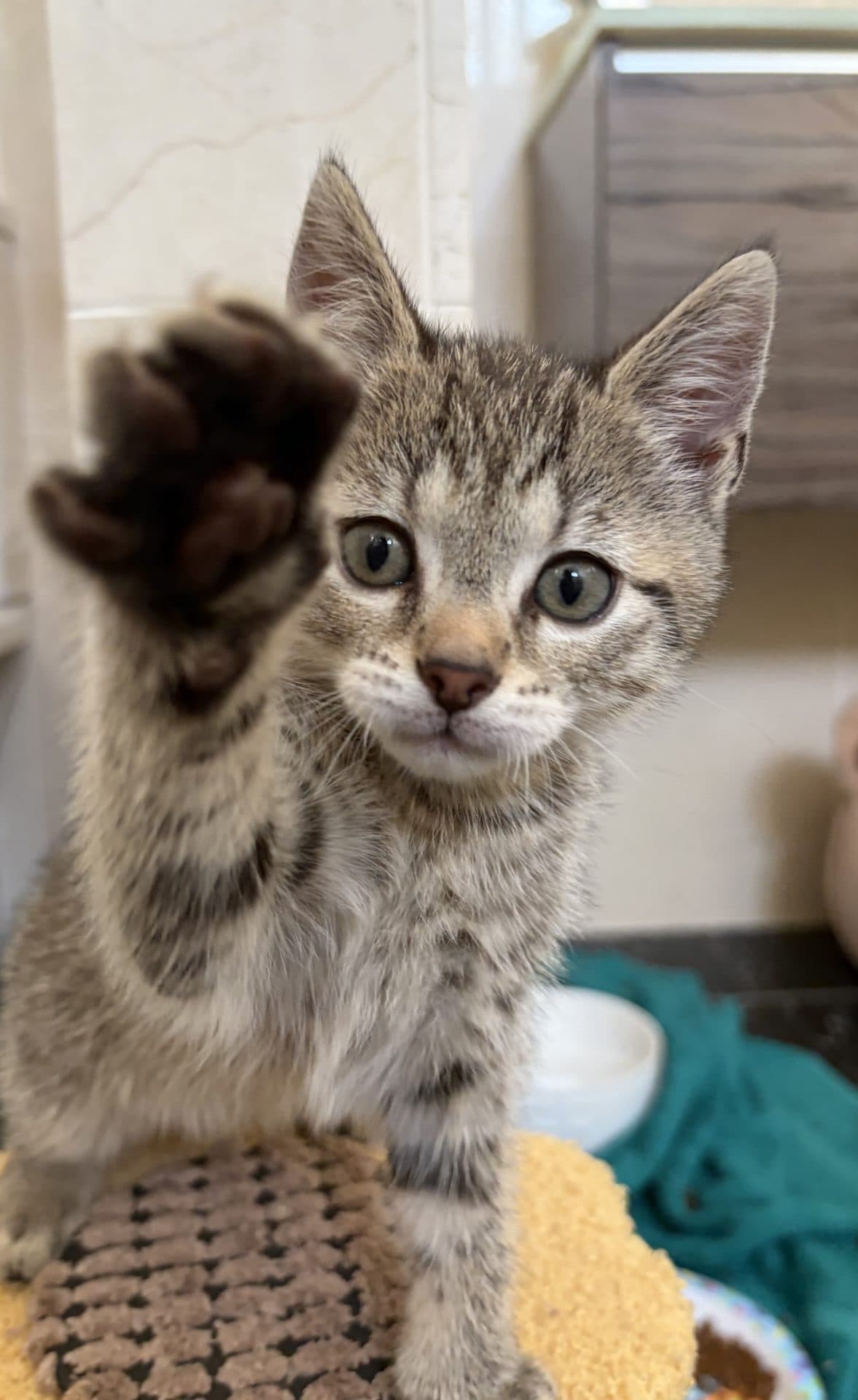 Eddie - DSH available for adoption in Newcastle