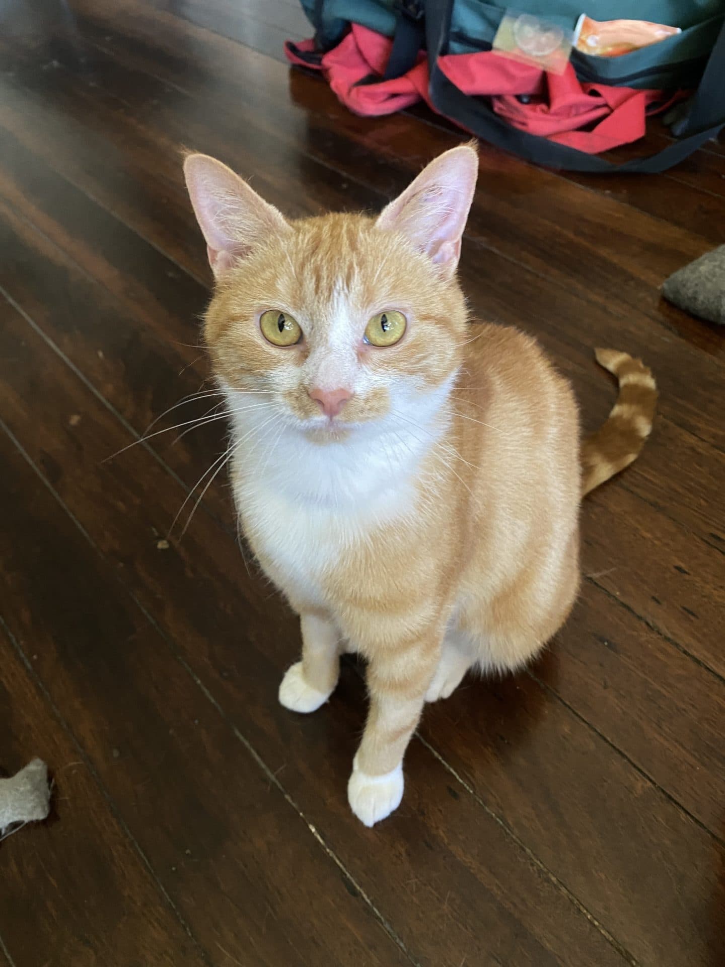 Mango - DSH cat available for adoption at Hunter Animal Rescue in Newcastle