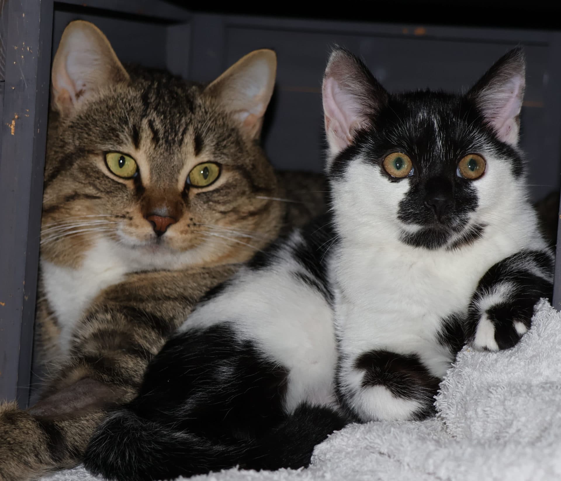 Chip and Magpie - The Odd Couple - DSH cat available for adoption at Hunter Animal Rescue in Newcastle
