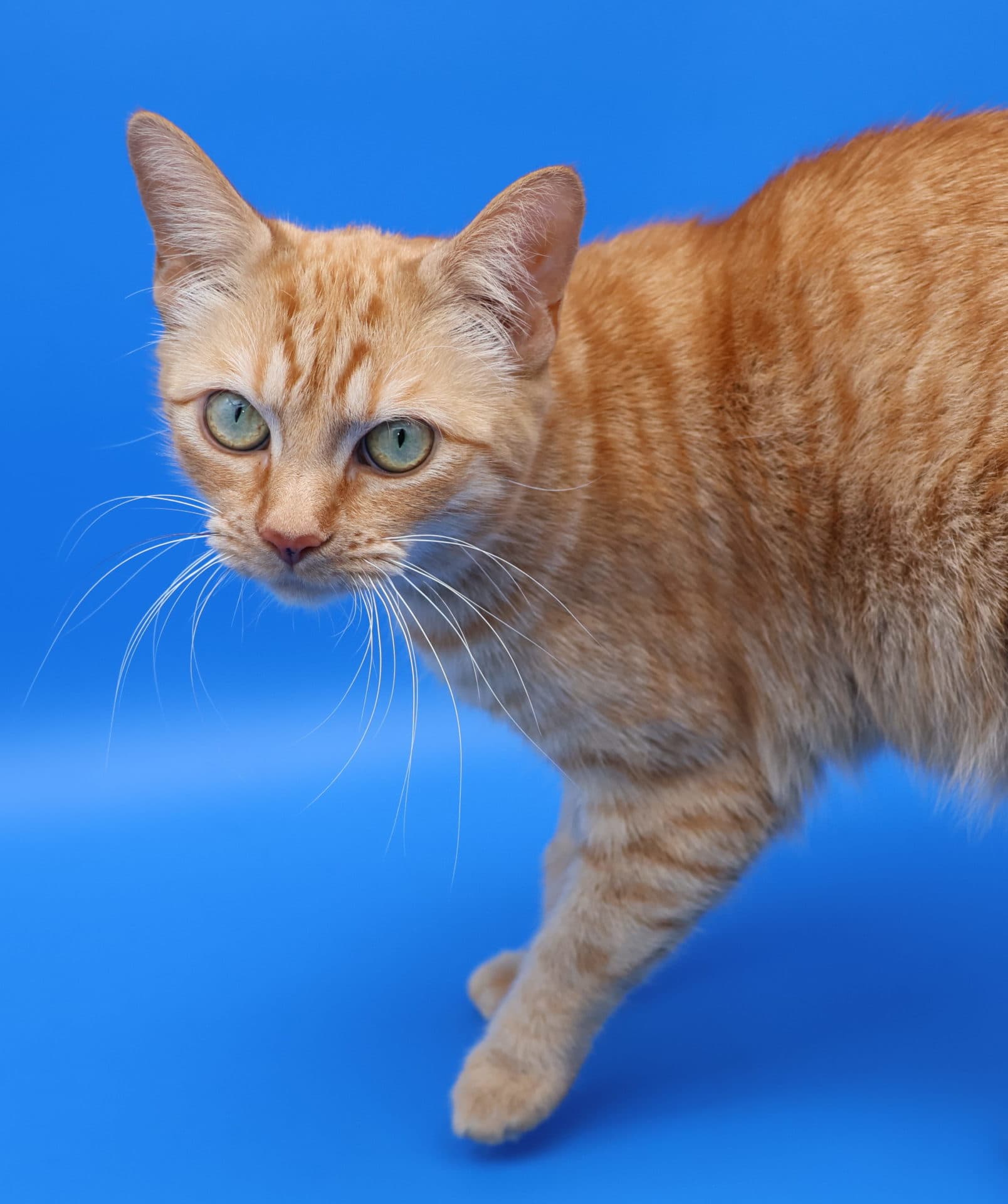 Daphne - Meet me at PetQuarters Glendale - DSH cat available for adoption at Hunter Animal Rescue in Newcastle