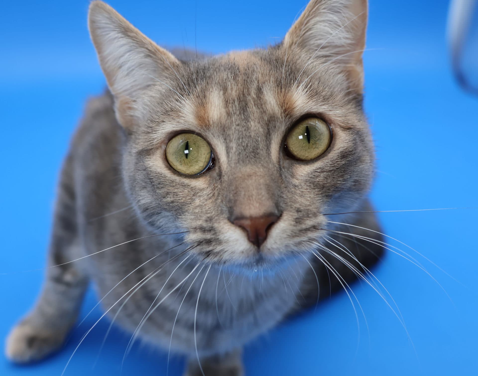 Kitty - DSH available for adoption in Newcastle