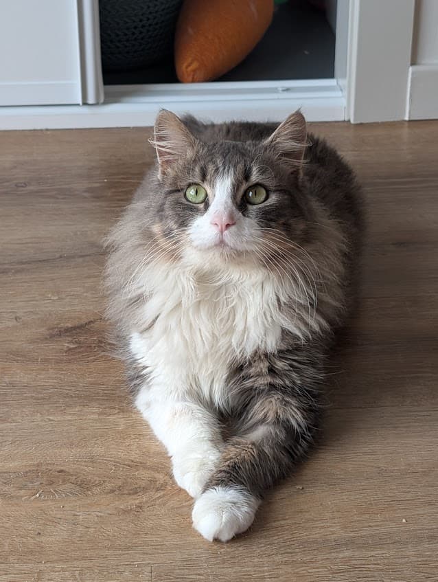 Shark - Domestic Long Hair cat available for adoption at Hunter Animal Rescue in Central Coast