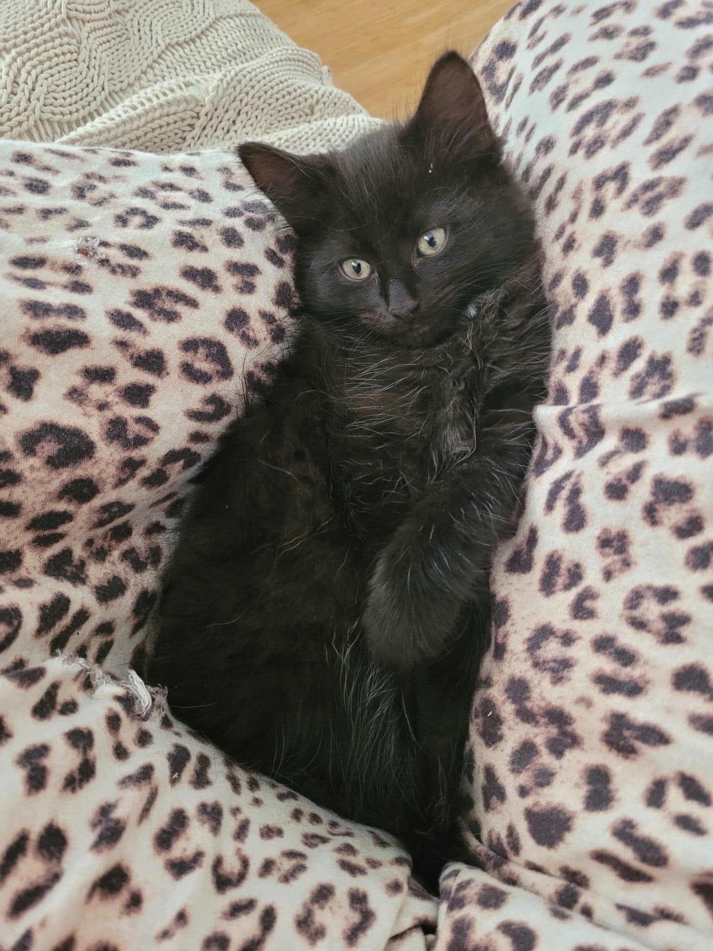 Forest - DMH cat available for adoption at Hunter Animal Rescue in Newcastle