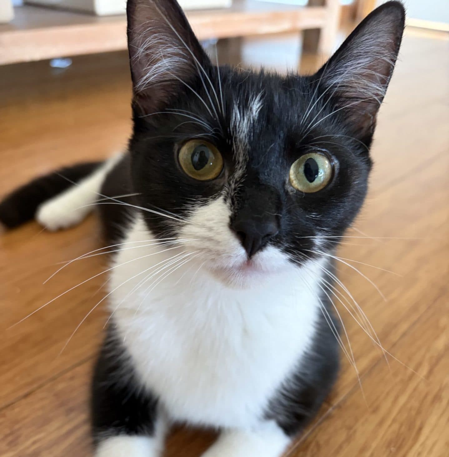 Roxy - DSH cat available for adoption at Hunter Animal Rescue in Central Coast