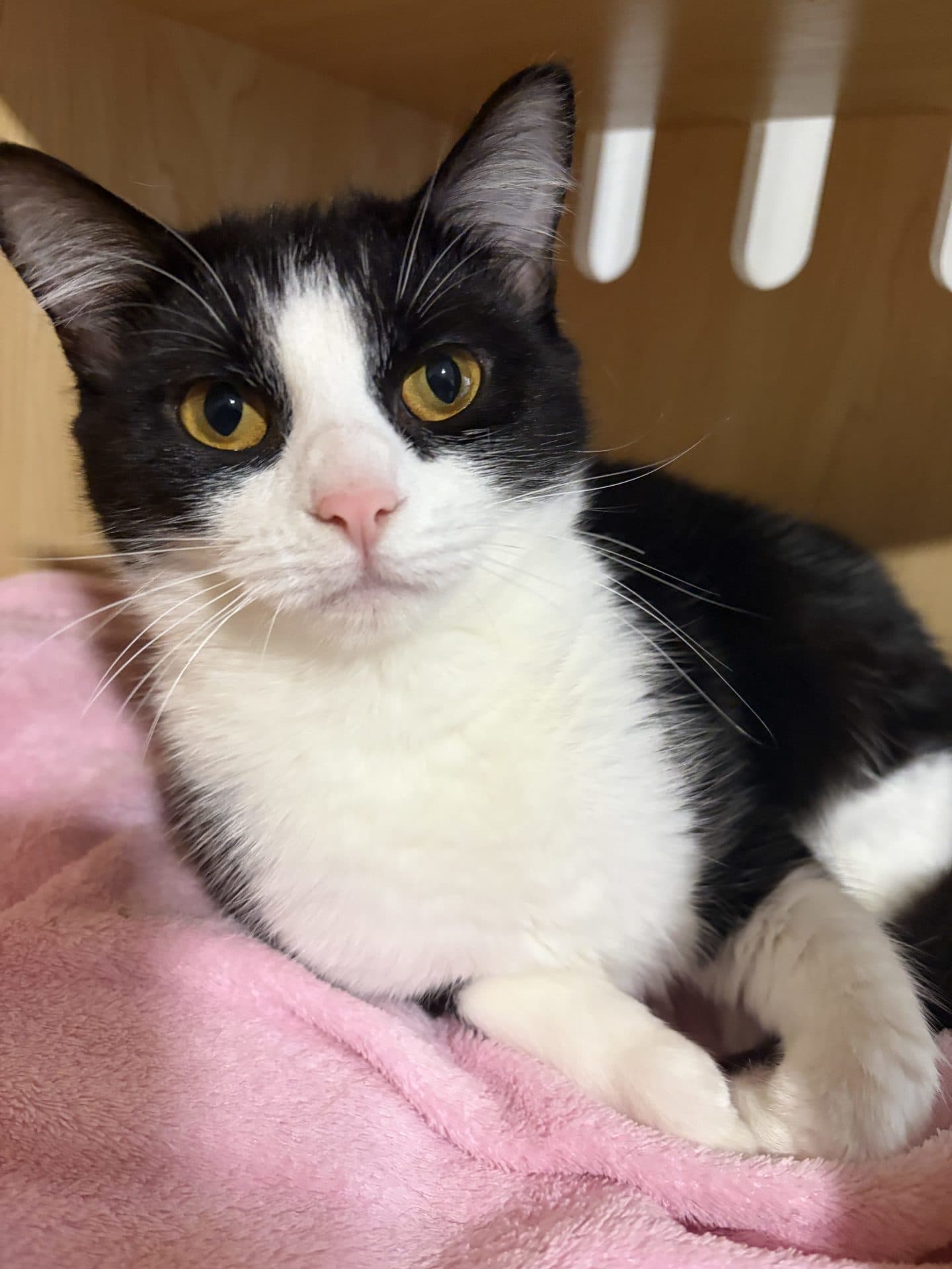 Lily - DSH available for adoption in Newcastle