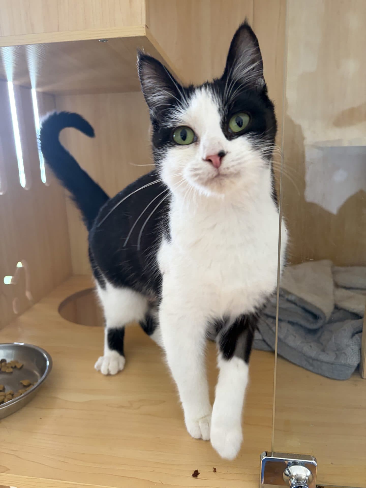Zarah - DSH cat available for adoption at Hunter Animal Rescue in Newcastle