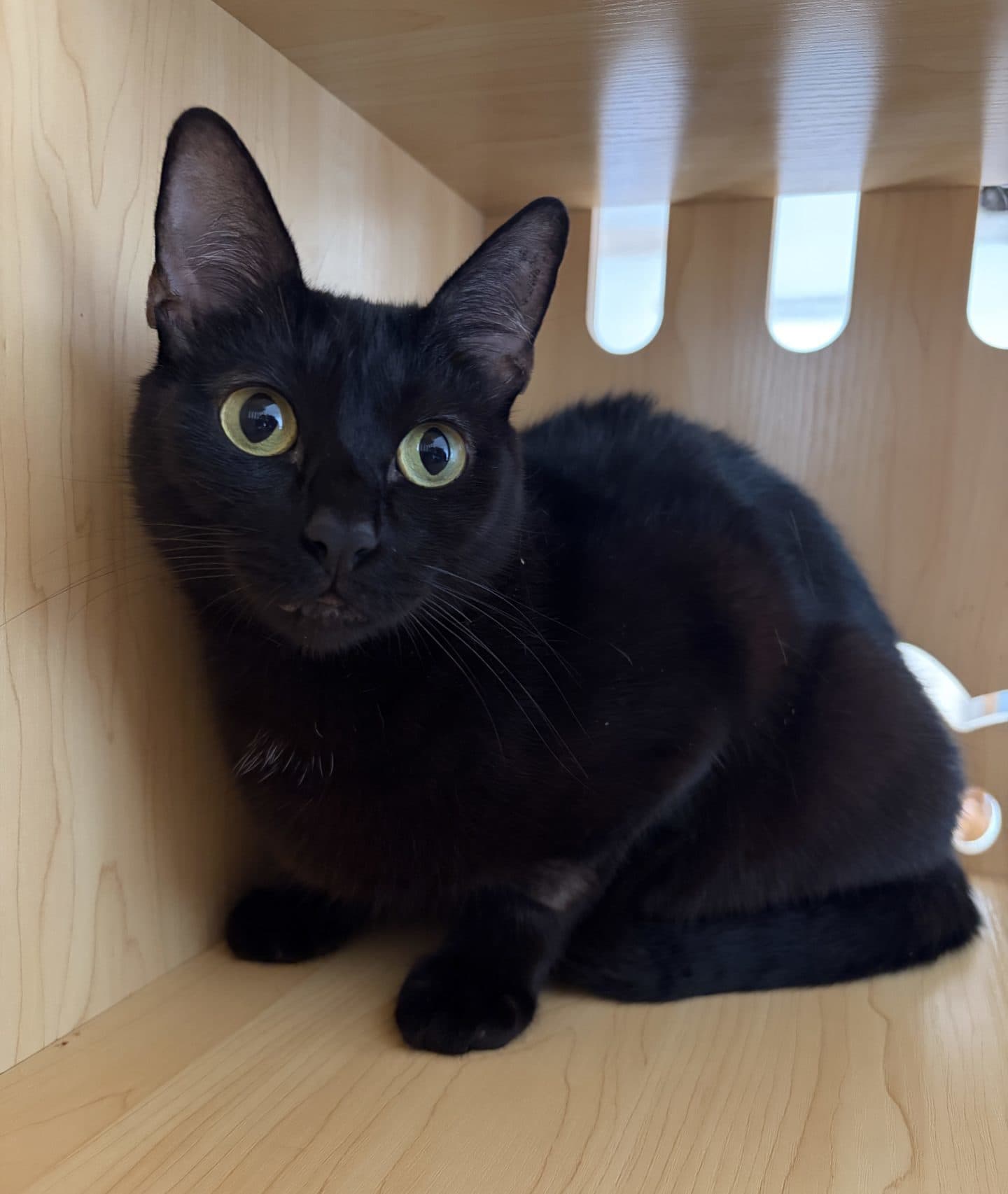 Nara - DSH cat available for adoption at Hunter Animal Rescue in Central Coast