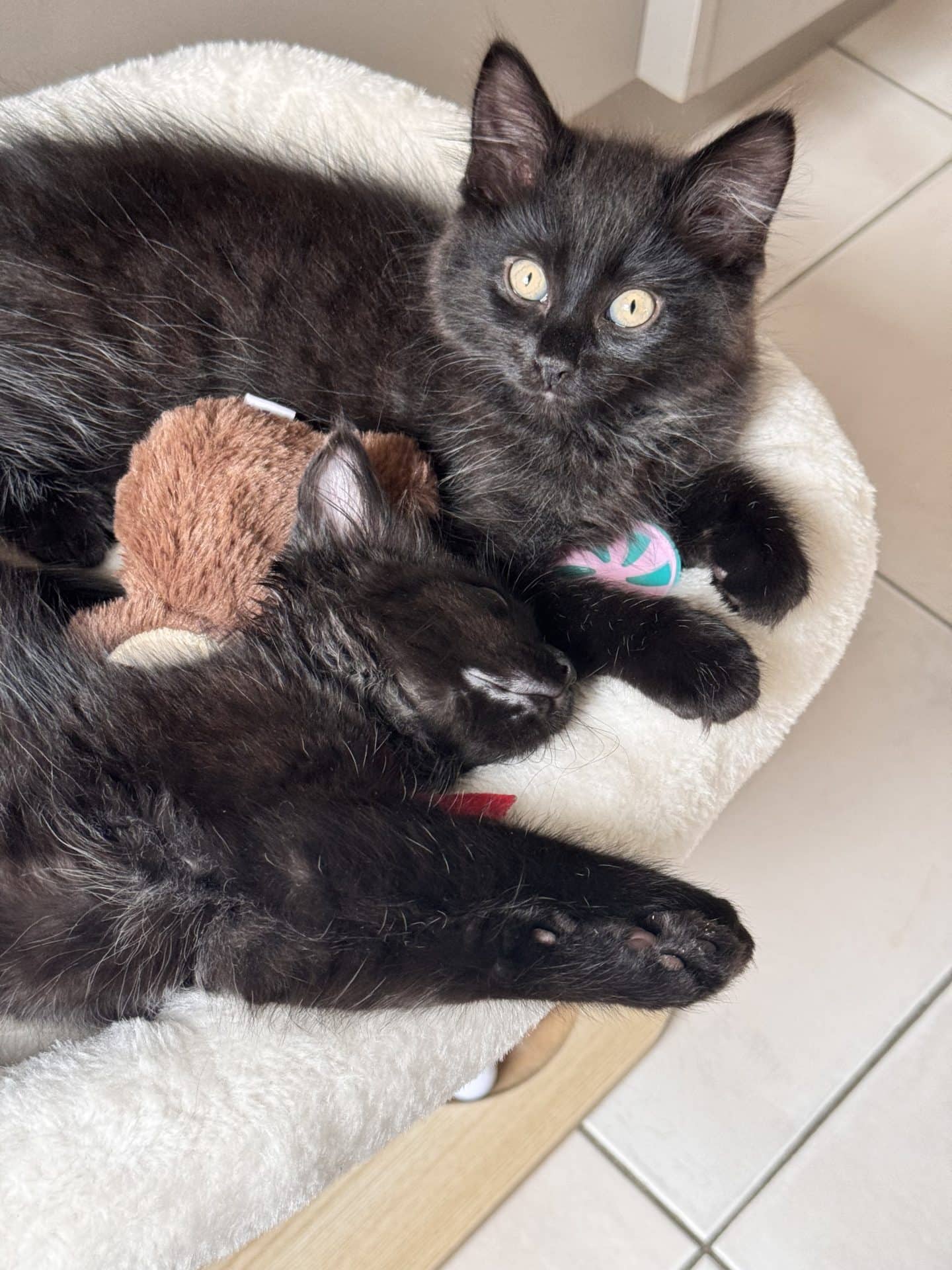 Bingo (girl) and Bluey (boy) - Domestic Medium Hair cat available for adoption at Hunter Animal Rescue in Newcastle