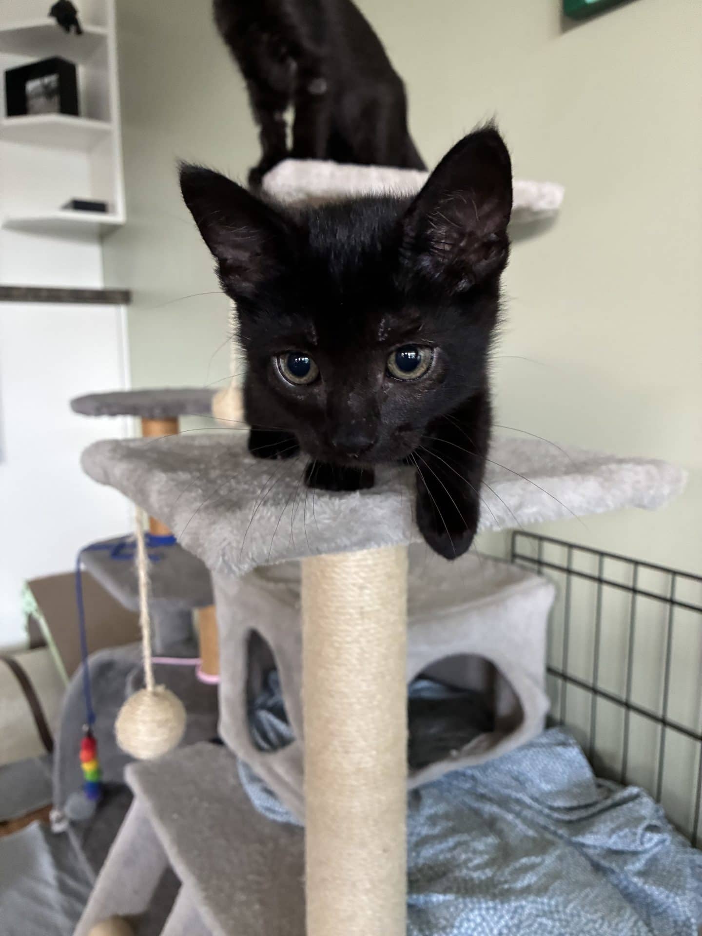 Banksy - Domestic Short Hair cat available for adoption at Hunter Animal Rescue in Newcastle