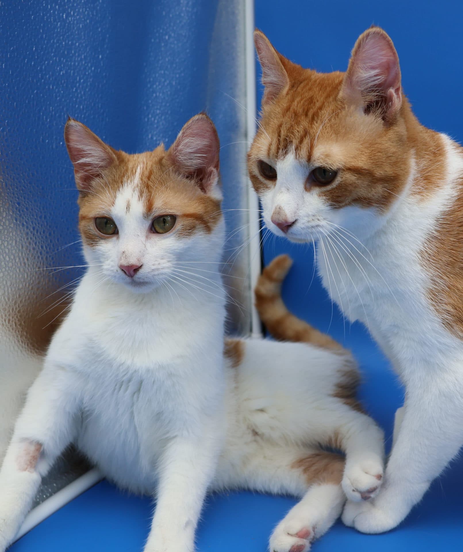 Krispy and Pretzel - DSH available for adoption in Newcastle