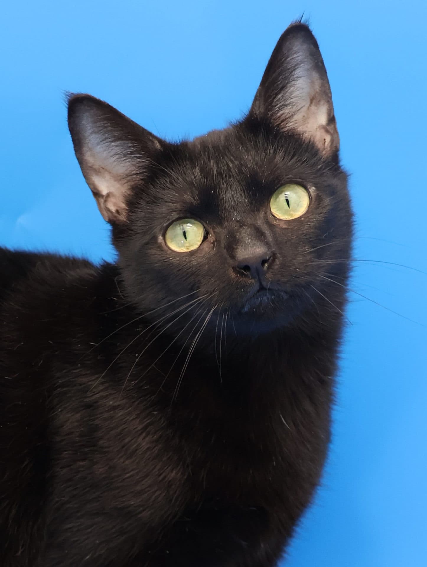 Ebony - DSH cat available for adoption at Hunter Animal Rescue in Newcastle