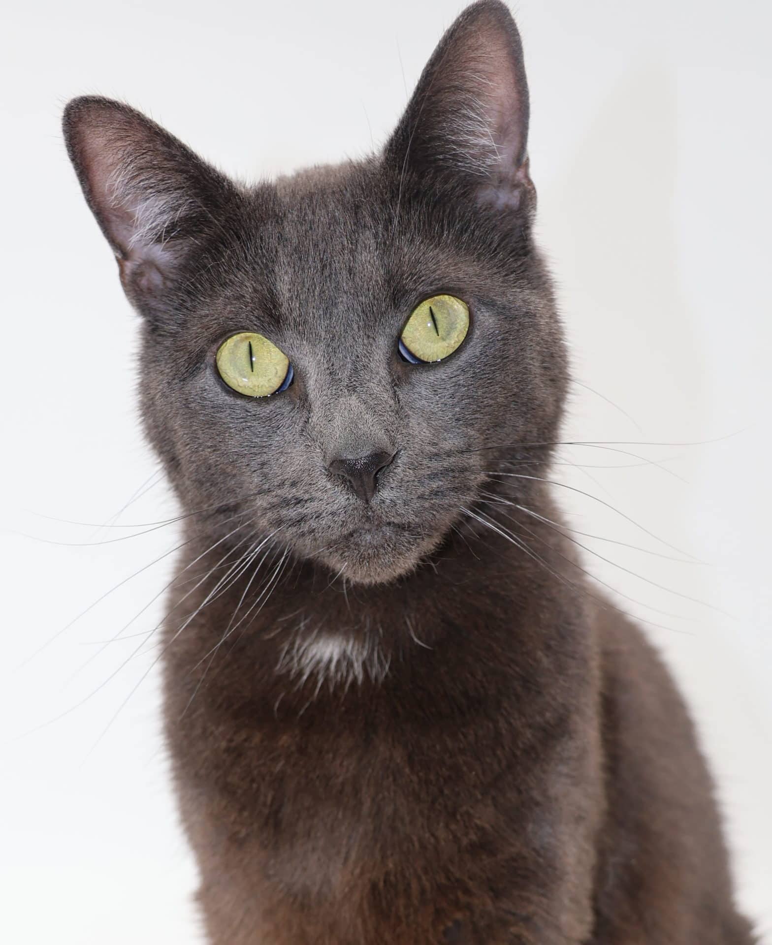 Ruby - Domestic Shorthair cat available for adoption at Hunter Animal Rescue in Newcastle