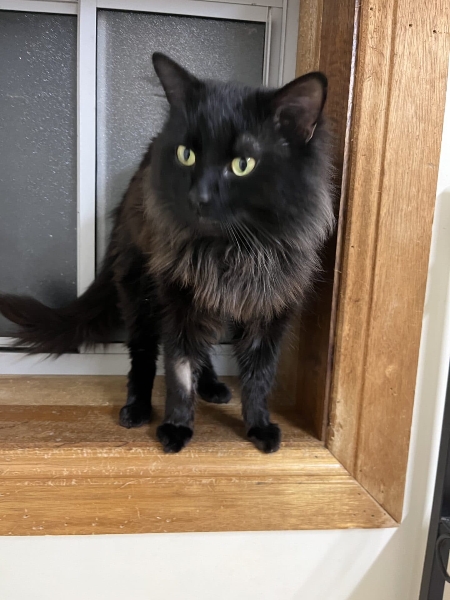 Leo - DMH cat available for adoption at Hunter Animal Rescue in Newcastle