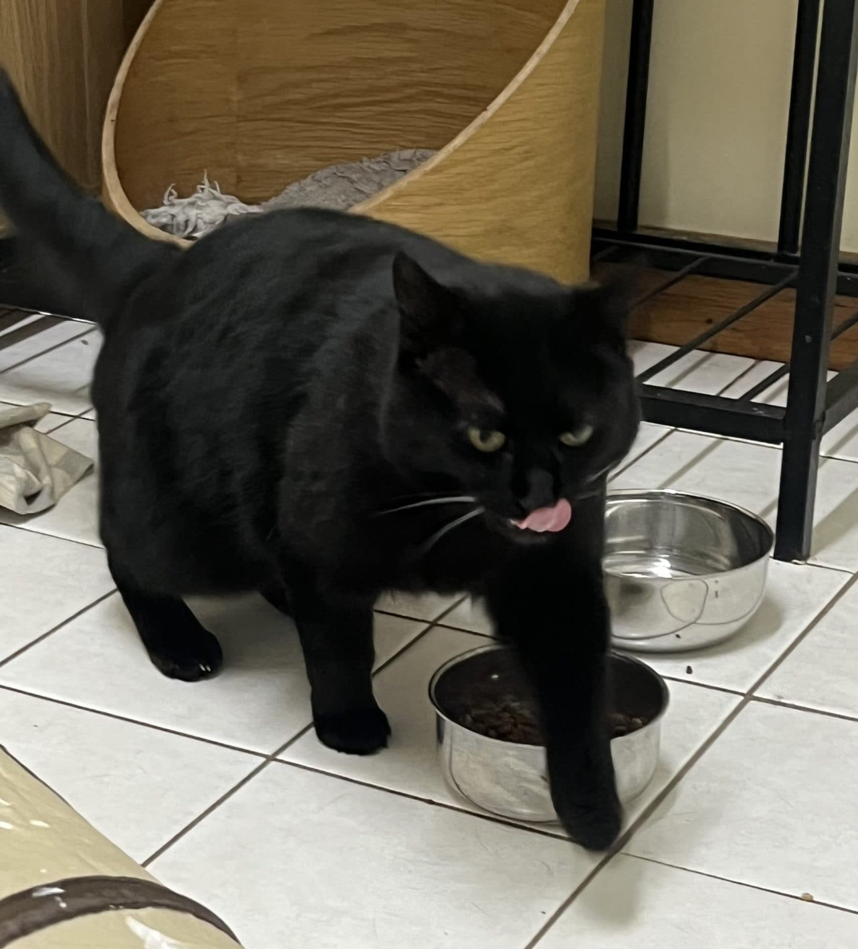 Mr Pickles - DSH available for adoption in Newcastle