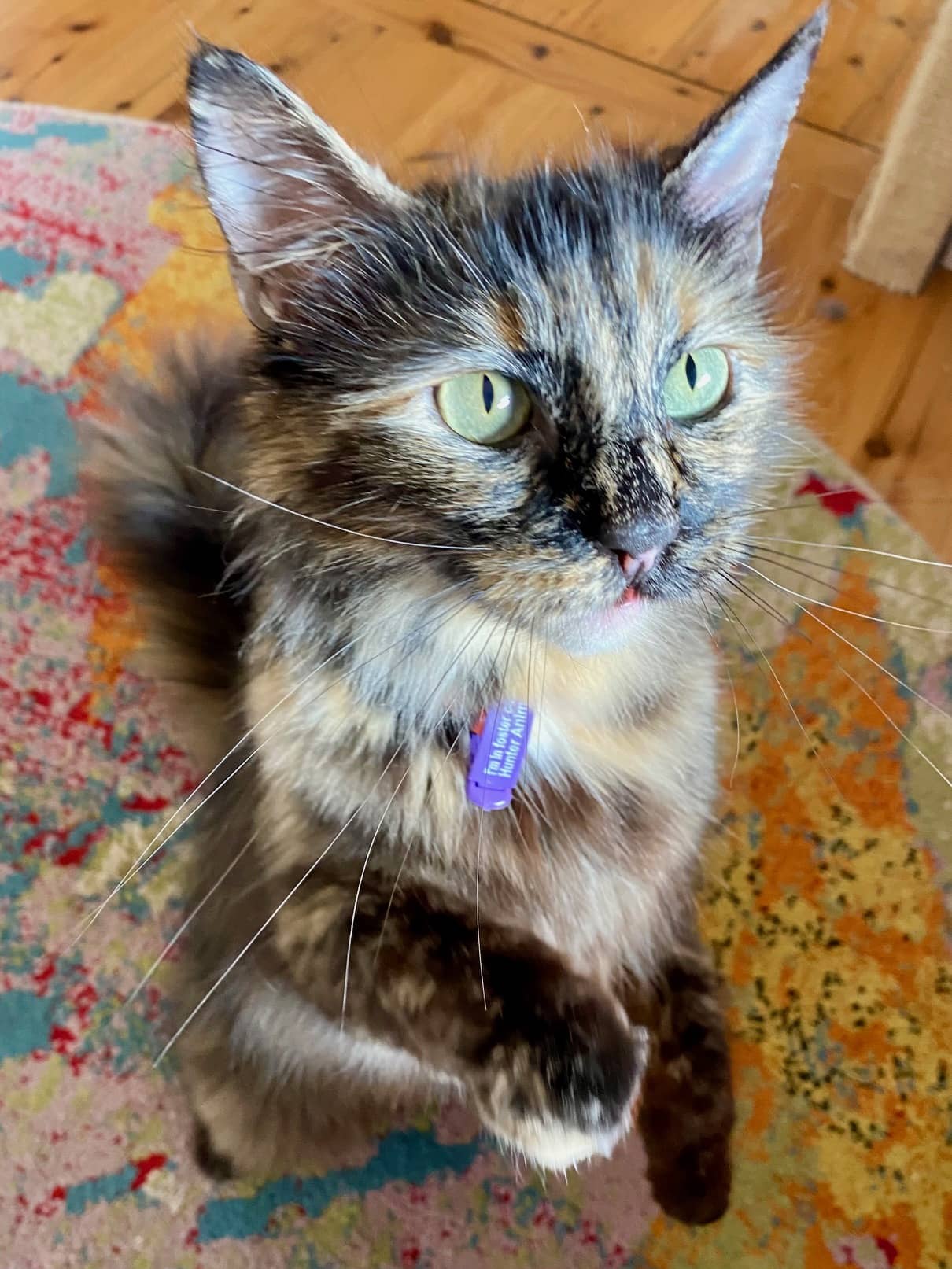 River - Domestic Medium Hair cat available for adoption at Hunter Animal Rescue in Newcastle