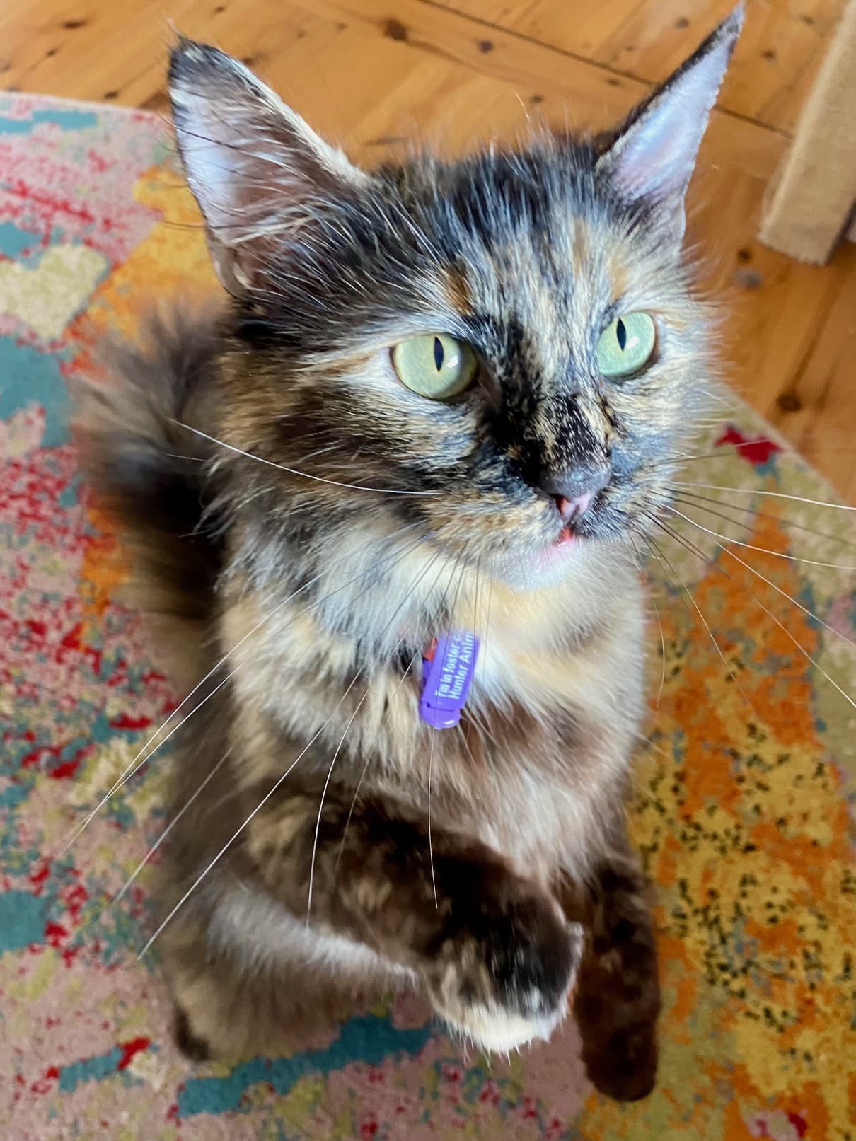 River - Domestic Medium Hair available for adoption in Newcastle