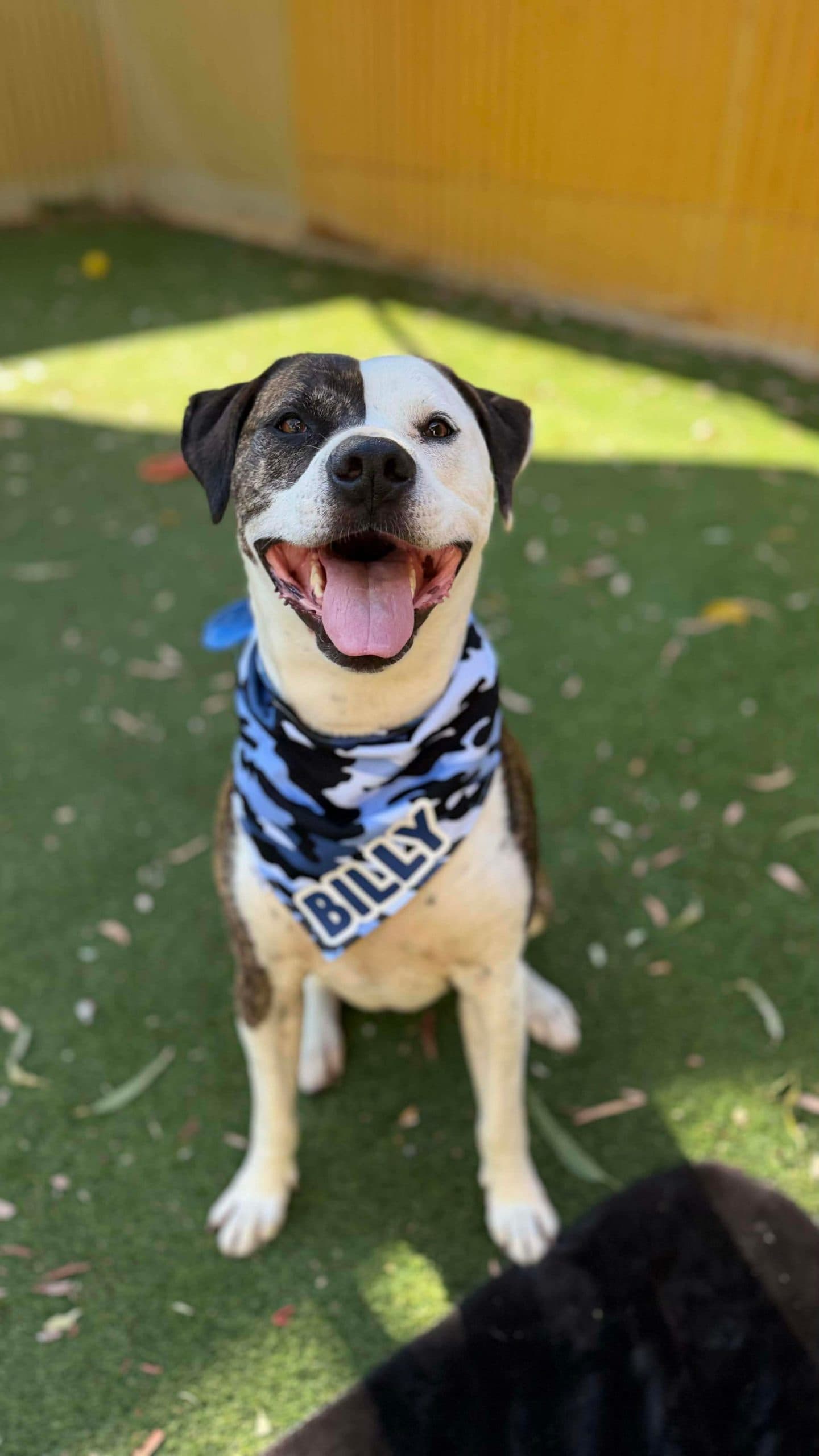Billy - Staffy x available for adoption in Sydney