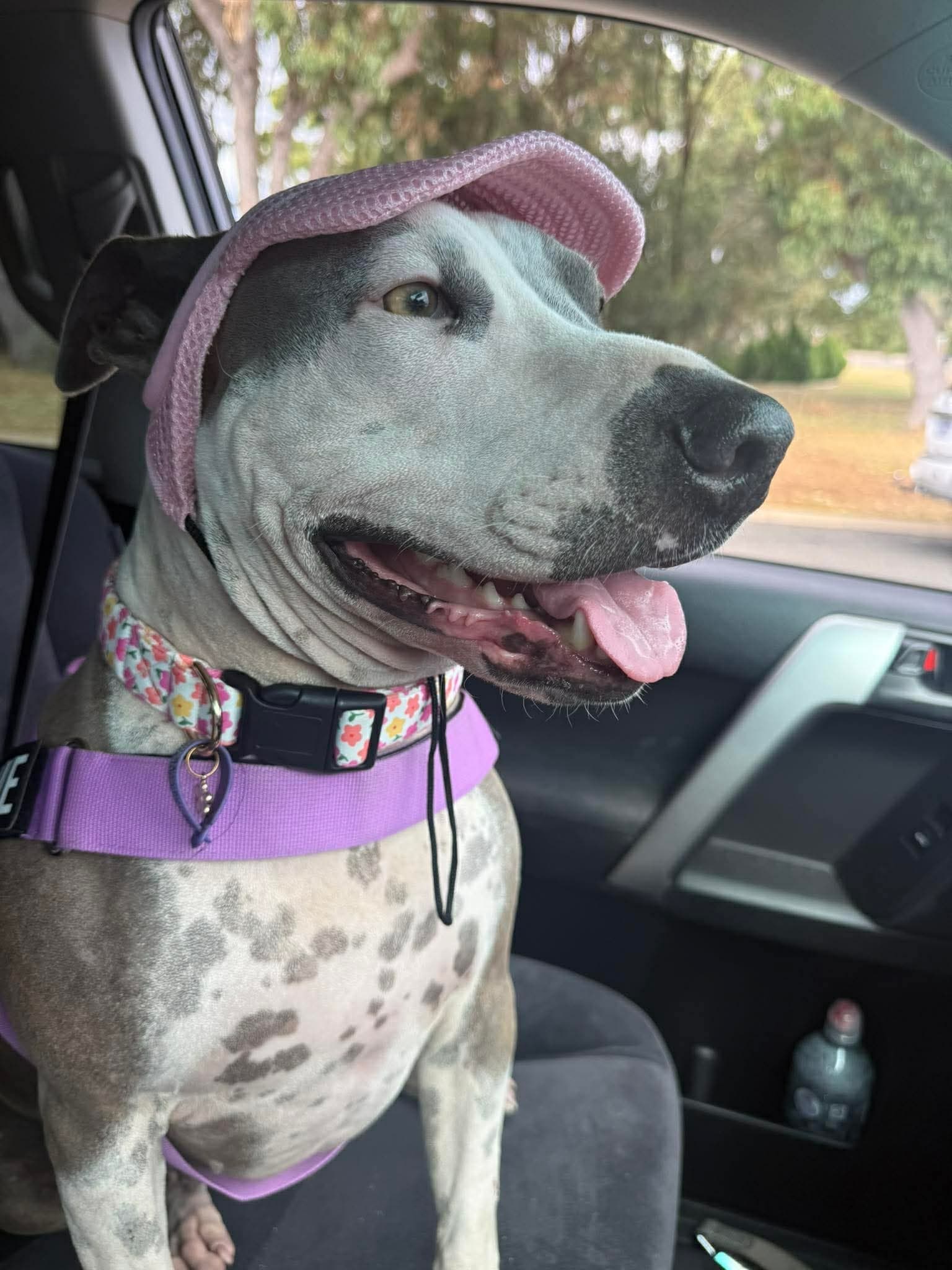 Mia - Staffy x Shar Pei available for adoption in Sydney
