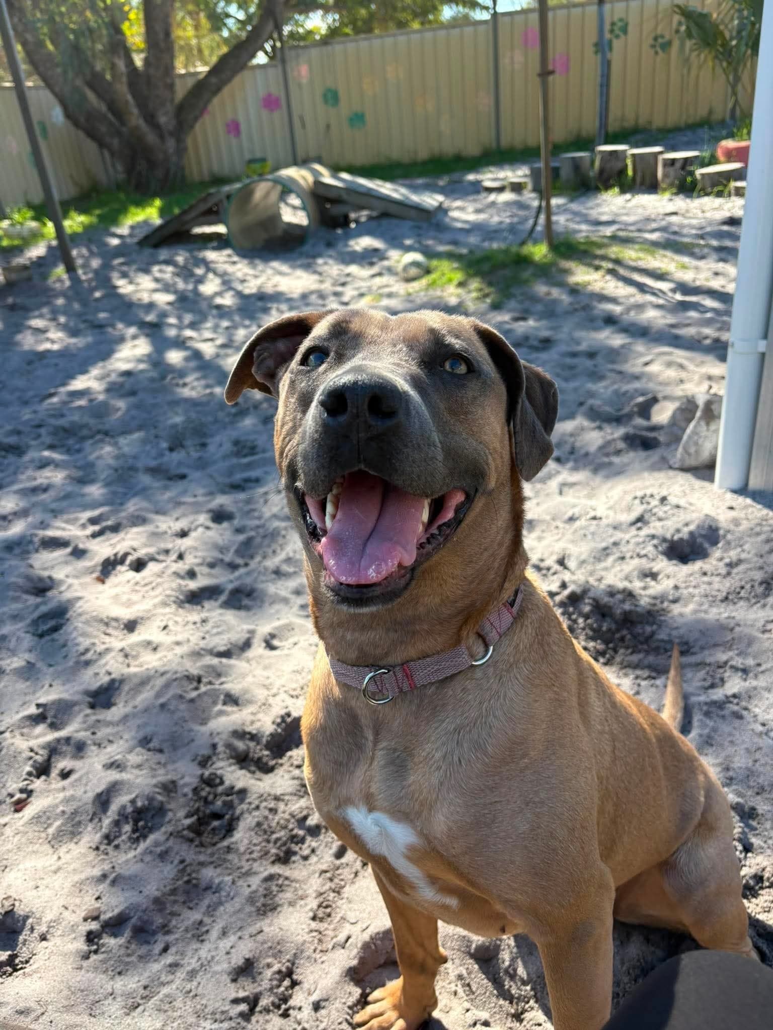 Ivy - Staffy x available for adoption in Perth