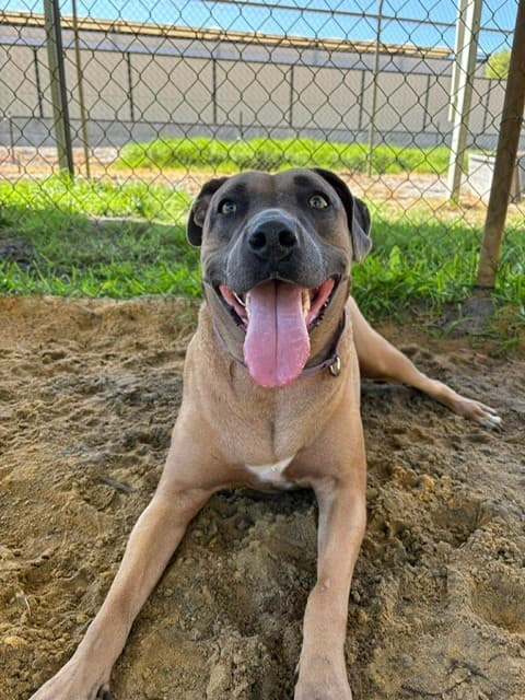 Ivy - Staffy x available for adoption in Sydney