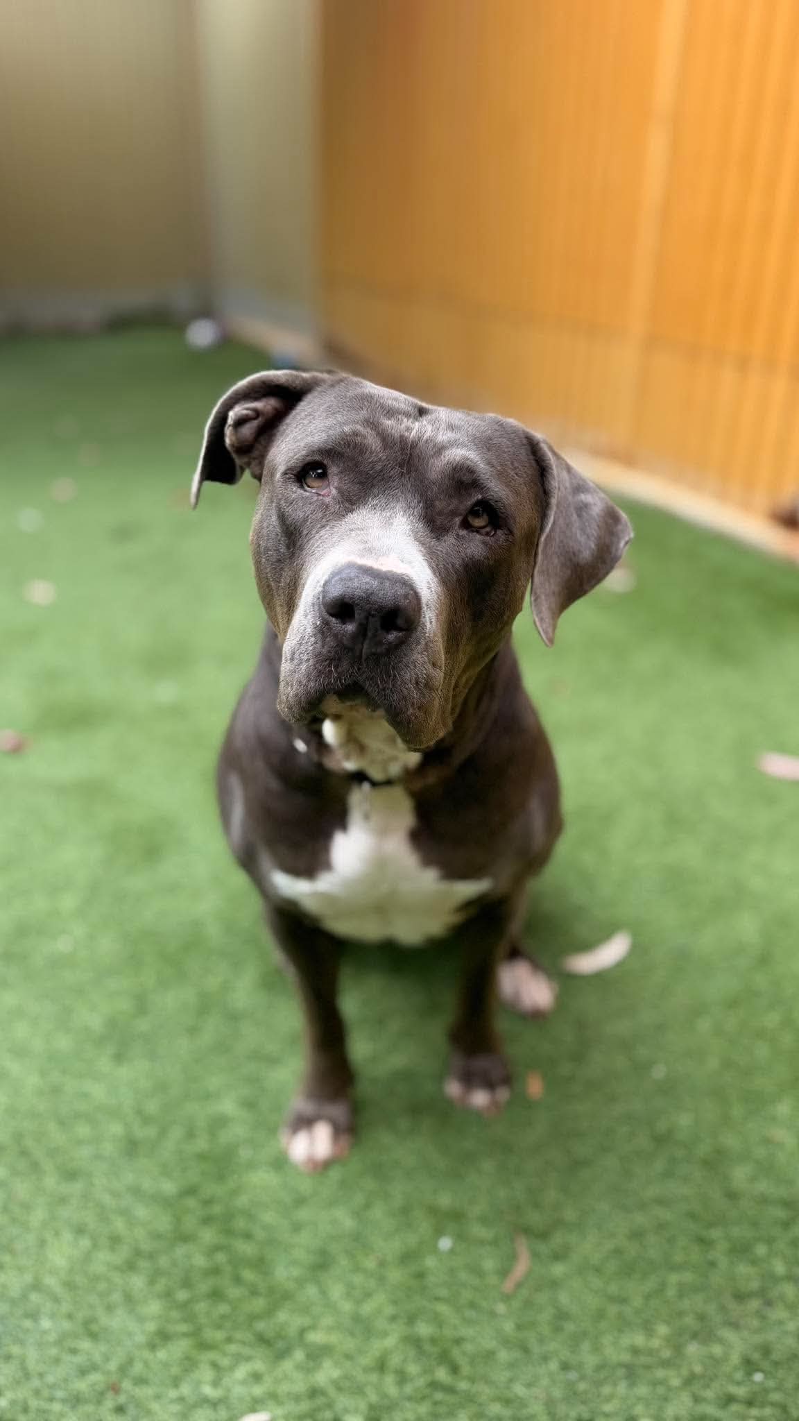 Poppy - Amstaff x available for adoption in Perth