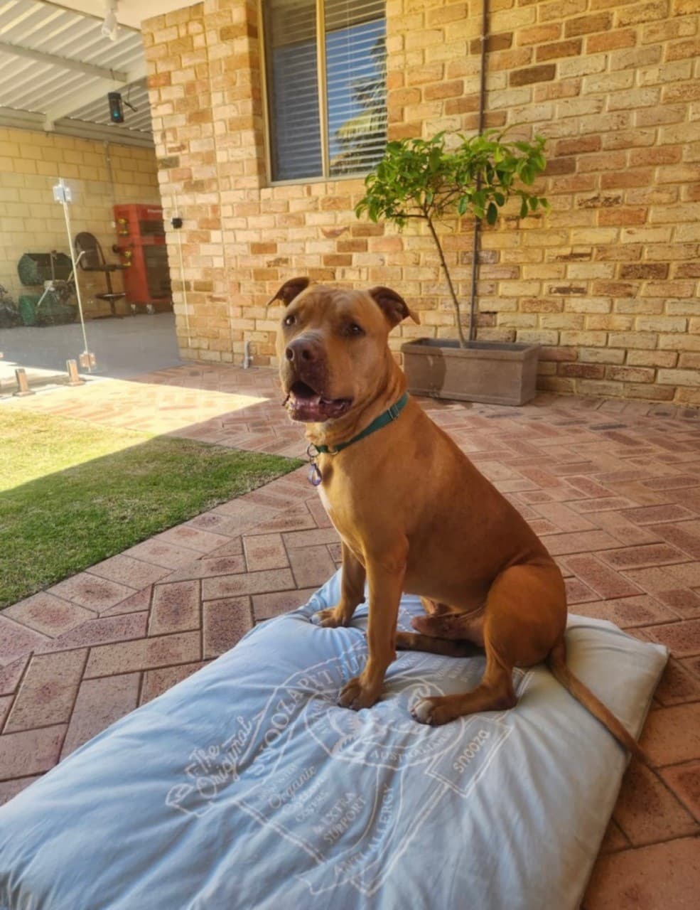 Alfie - Amstaff x available for adoption in Sydney