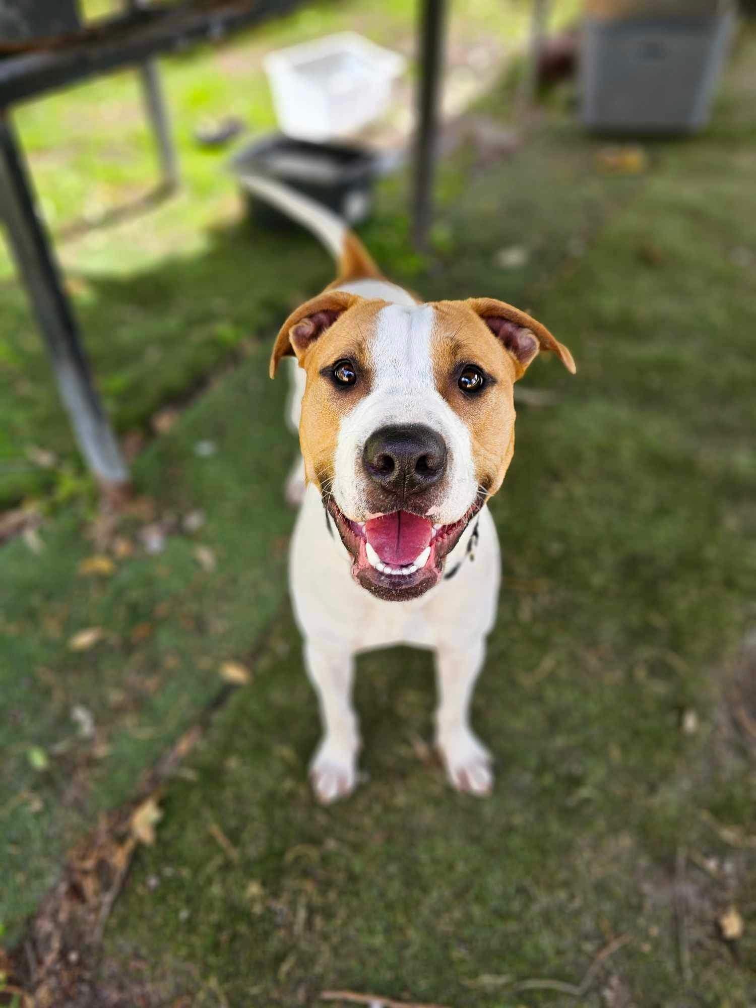 Banksy - Bull Arab x Staffy available for adoption in Perth