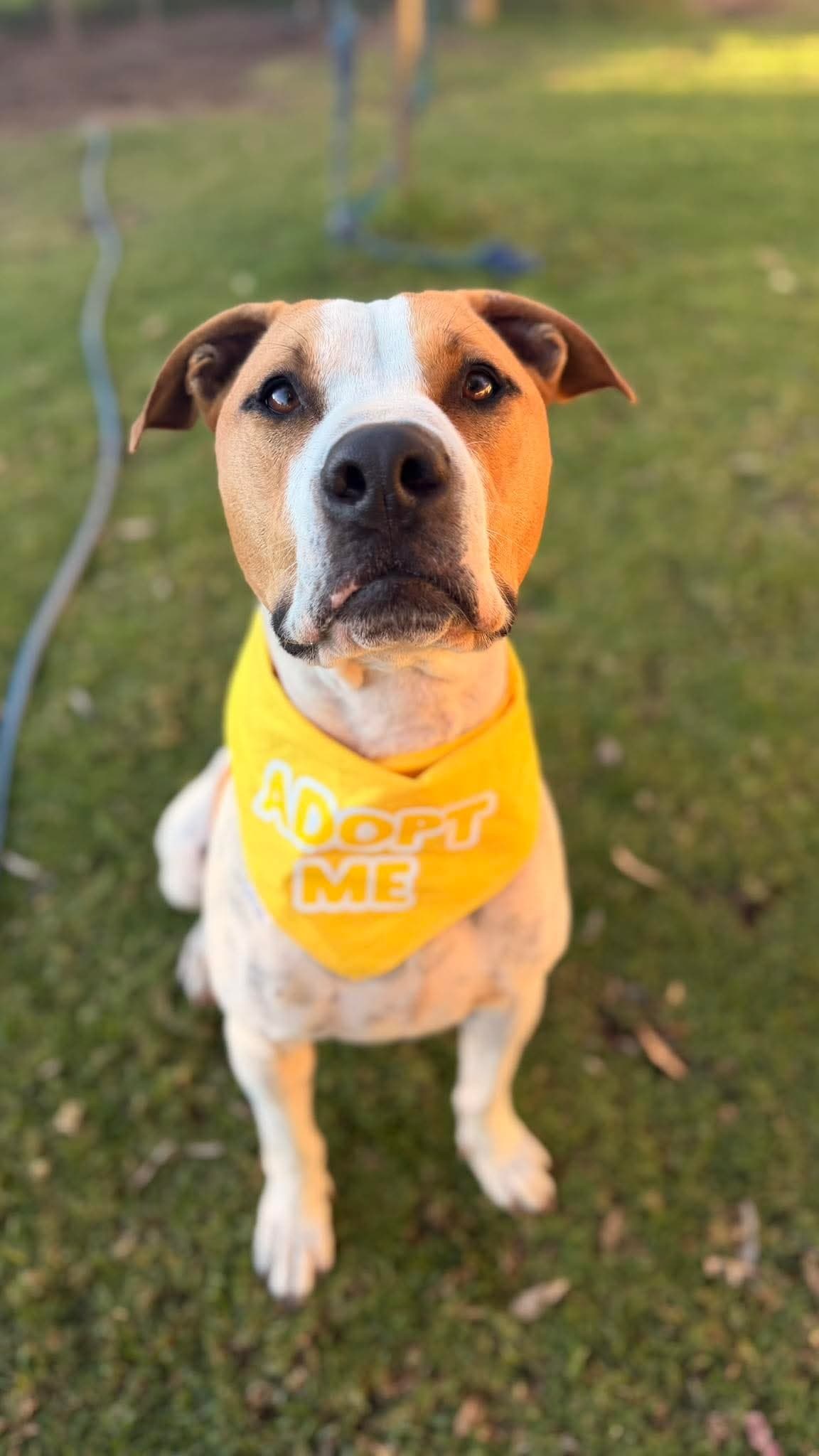 Banksy - Bull Arab x Staffy available for adoption in Sydney