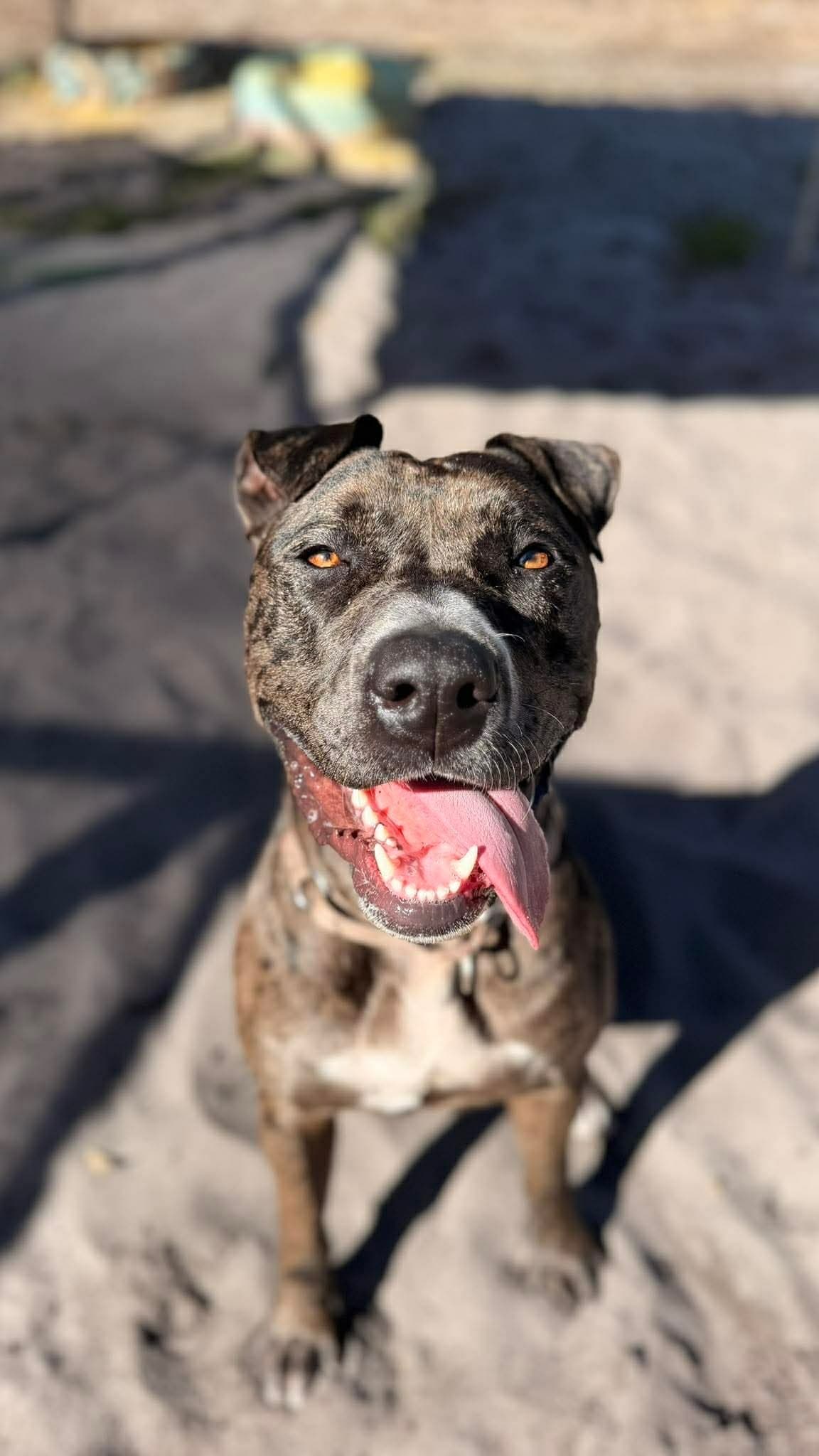 Ember - Staffy x available for adoption in Sydney