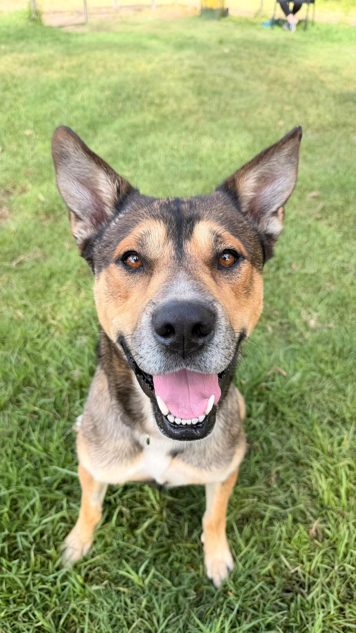 Luca - Husky x available for adoption in Sydney