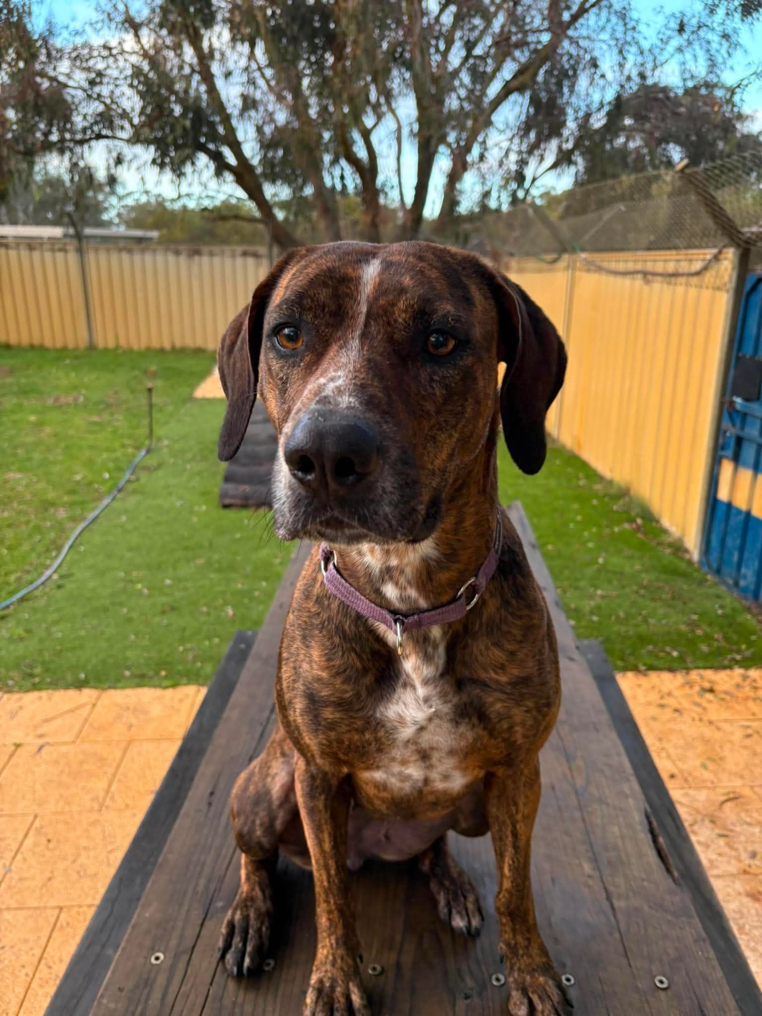 Bunny - Staffy x available for adoption in Sydney
