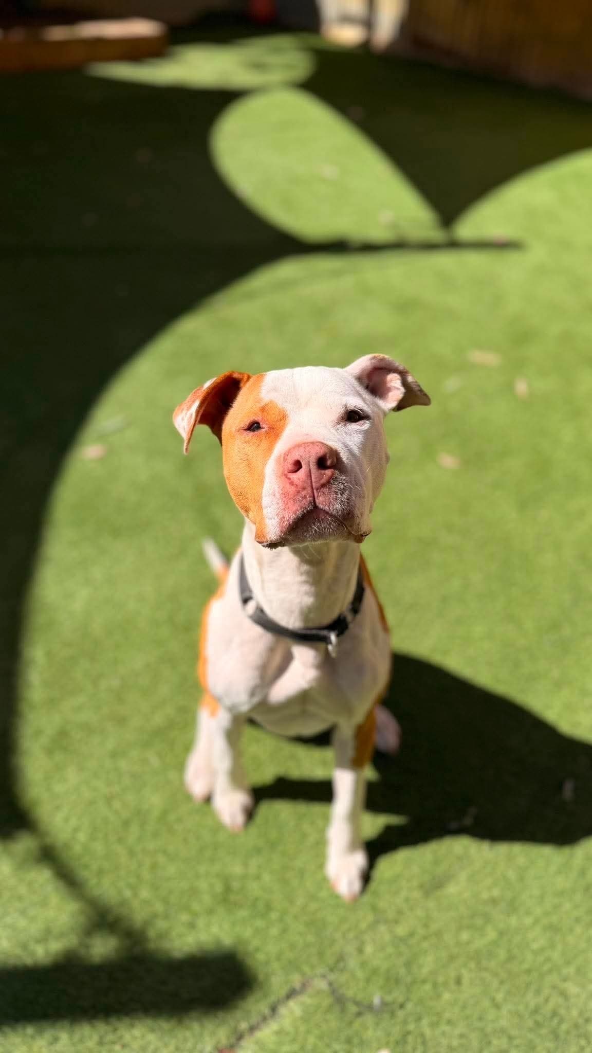 Indi - Amstaff x available for adoption in Perth