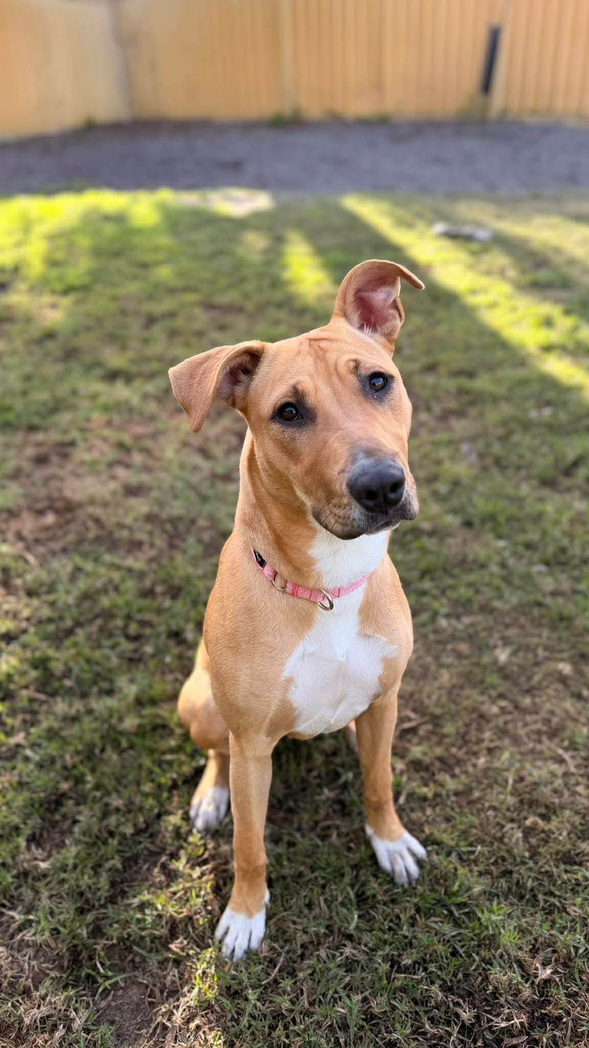 Honey - Staffy x available for adoption in Sydney