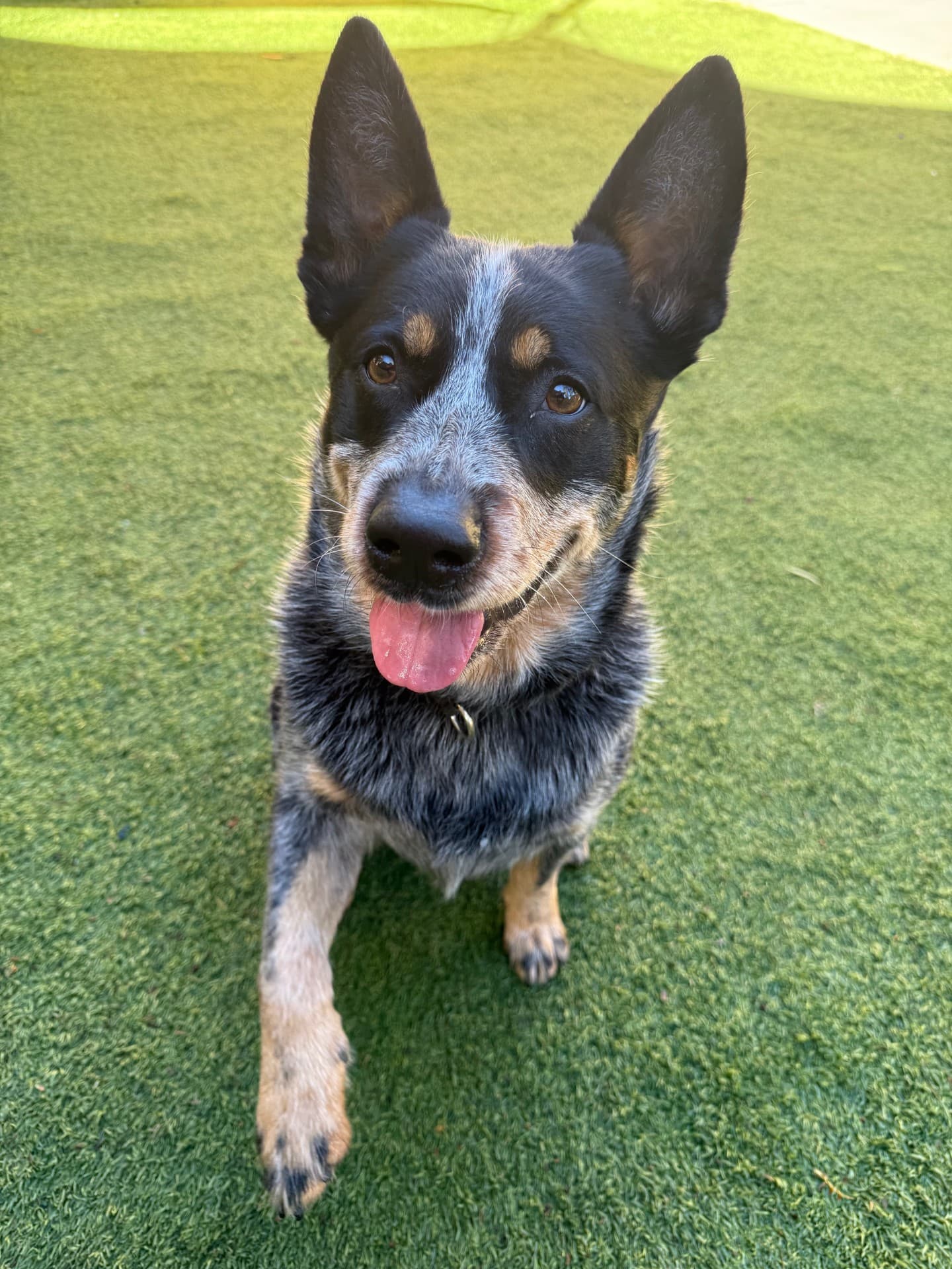 Darla - Blue Heeler x available for adoption in Sydney