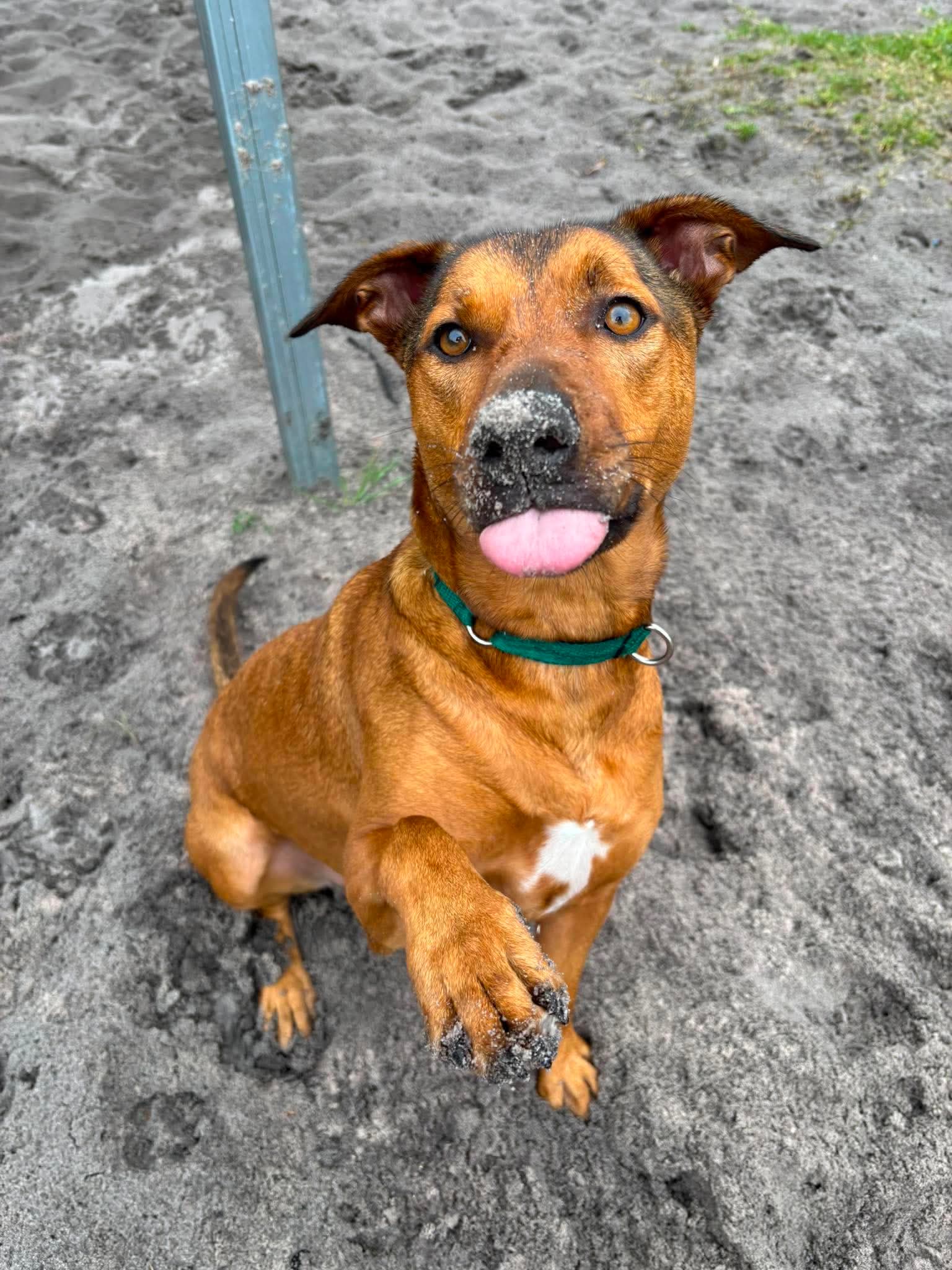 Chilli - Kelpie x available for adoption in Sydney
