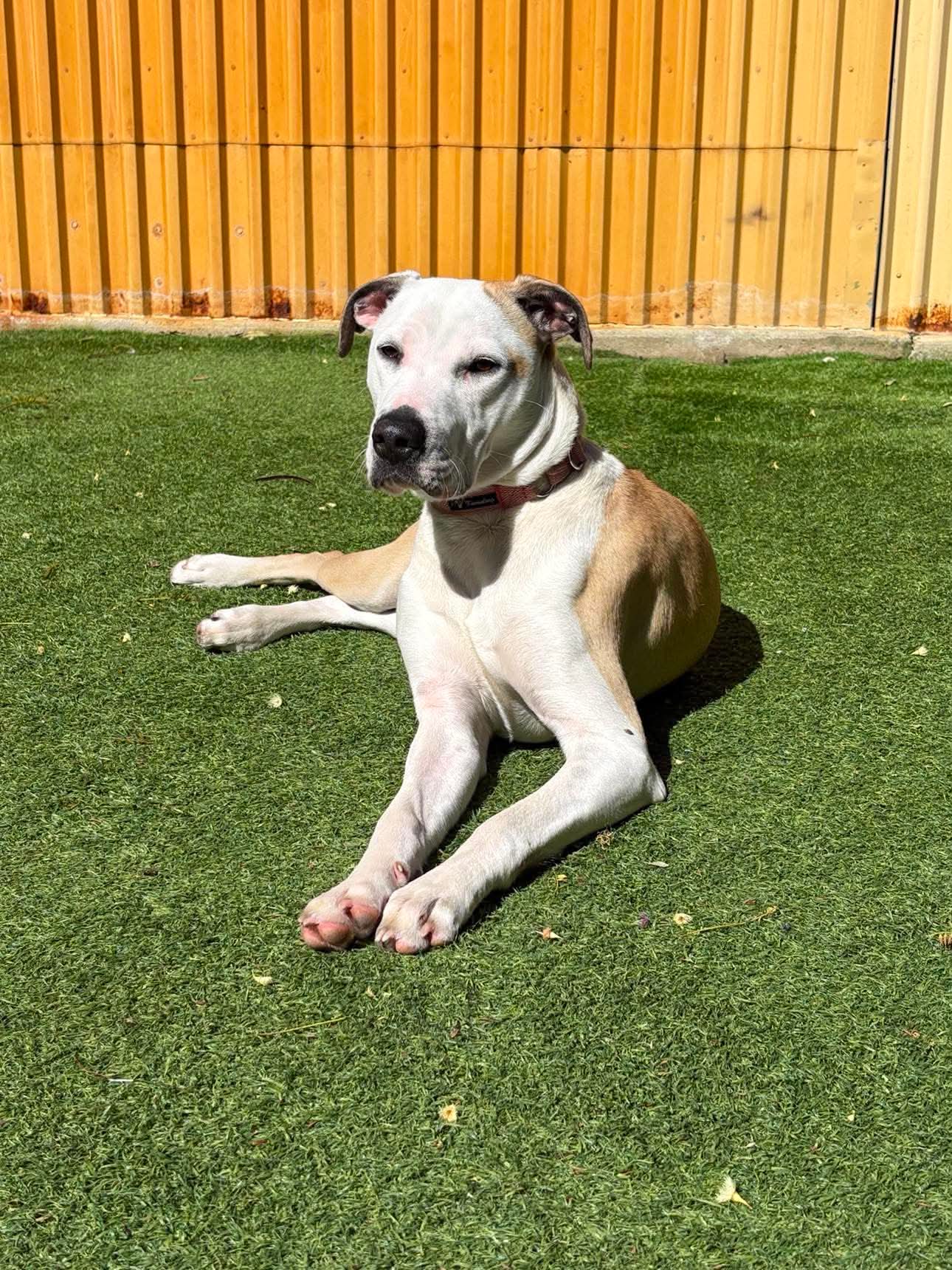 Chai - Bull Arab x available for adoption in Sydney