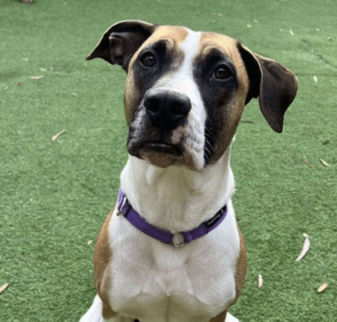 Lenny - Staffy x available for adoption in Sydney