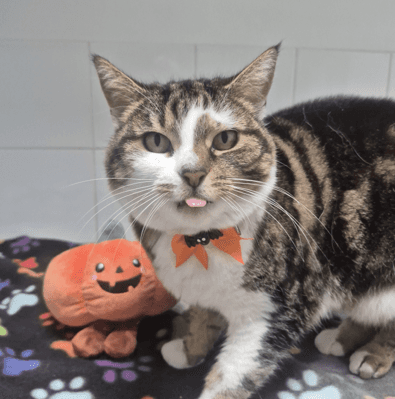 Almond - Domestic Shorthair cat available for adoption at Melton City Council Animal Pound in Melbourne