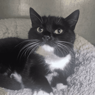 August - Domestic Shorthair cat available for adoption at Melton City Council Animal Pound in Melbourne