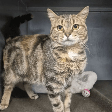 Biscuits - Domestic Shorthair cat available for adoption at Melton City Council Animal Pound in Melbourne