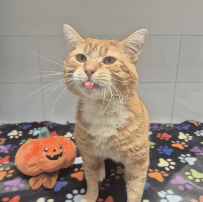 Harry Osbourne - Domestic Shorthair cat available for adoption at Melton City Council Animal Pound in Melbourne