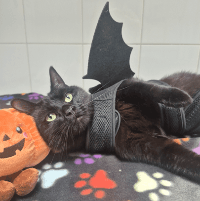 Jamal - Domestic Shorthair cat available for adoption at Melton City Council Animal Pound in Melbourne