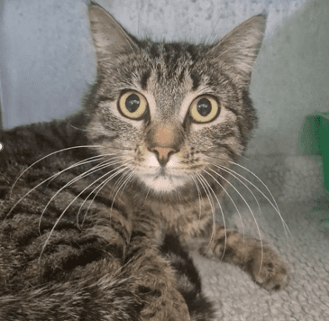 Karen - Domestic Shorthair cat available for adoption at Melton City Council Animal Pound in Melbourne