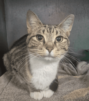 Kit Kat - Domestic Shorthair cat available for adoption at Melton City Council Animal Pound in Melbourne