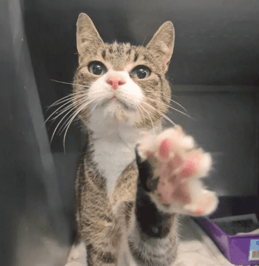 Maxwell - Domestic Shorthair cat available for adoption at Melton City Council Animal Pound in Melbourne